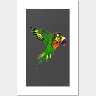 Rainbow Lorikeet Posters and Art